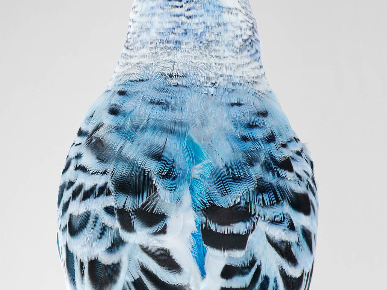 Leila Jeffreys’ Bird’s Eye View On Environmentalism