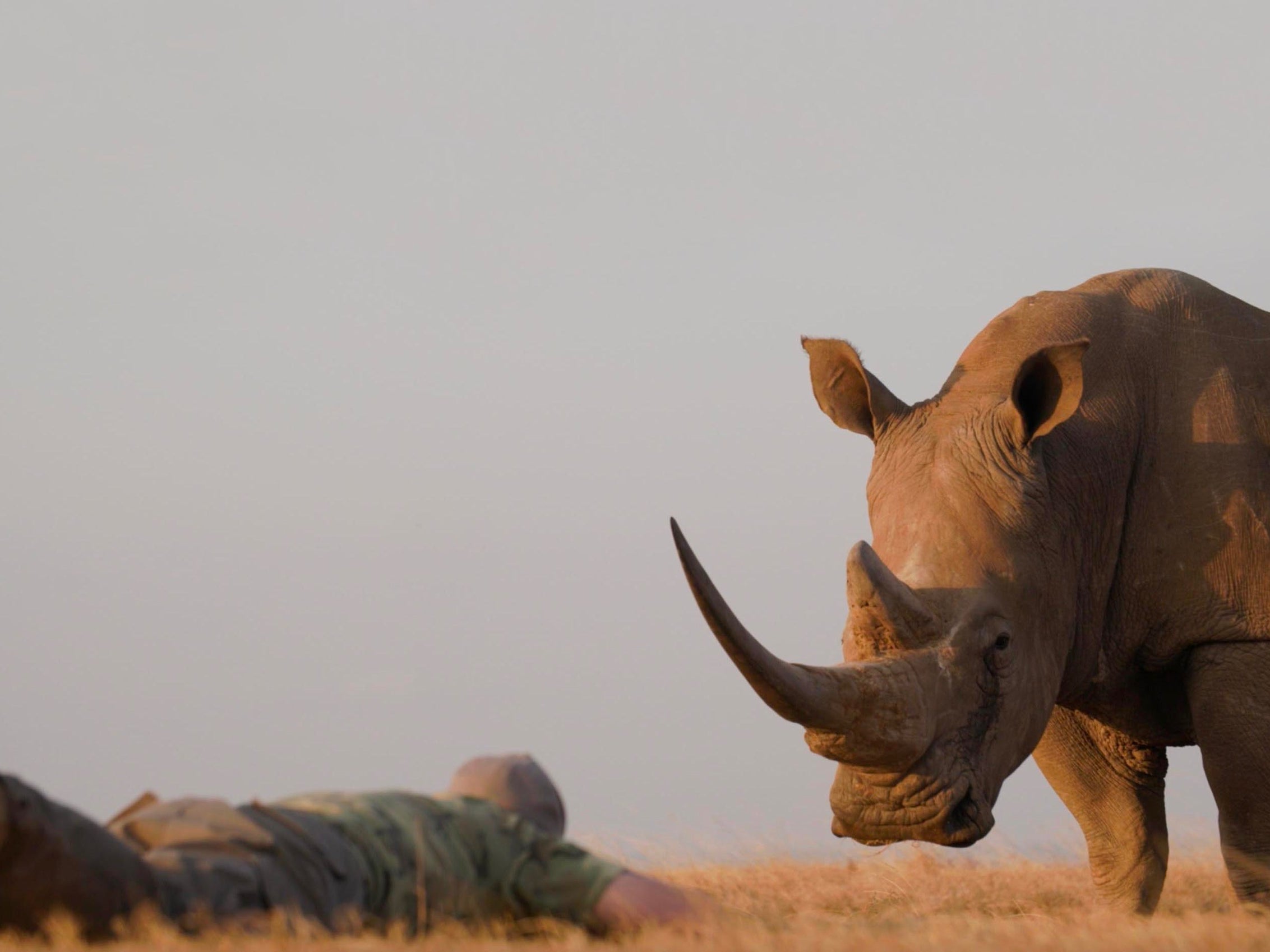 Björn Persson Face to Face with Nature