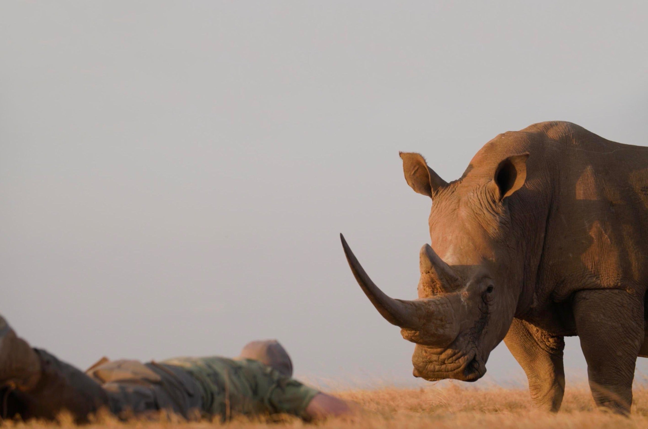 Björn Persson Face to Face with Nature