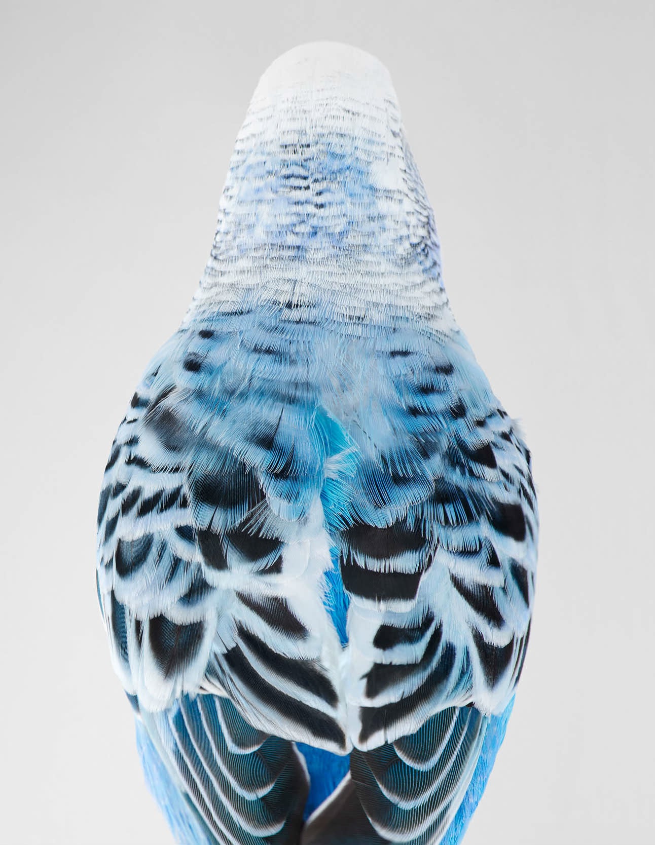Leila Jeffreys’ Bird’s Eye View On Environmentalism