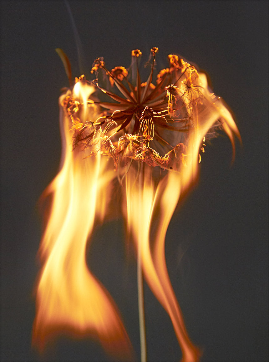 Nature on Fire: An Exploding World