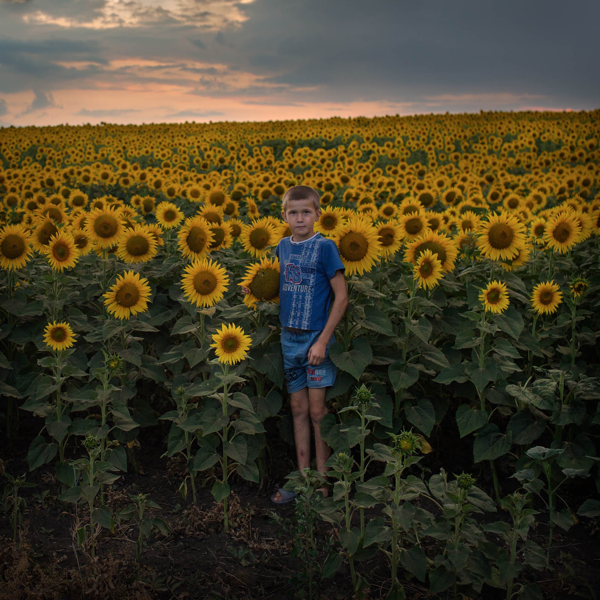 Sunflower Boy