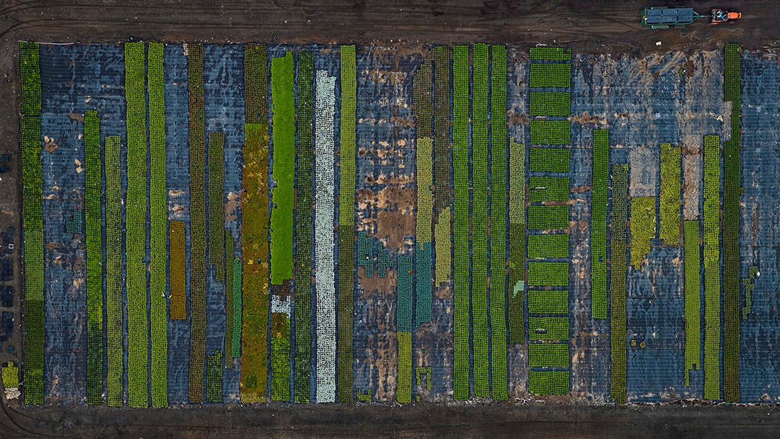 AV  California  Plants  010