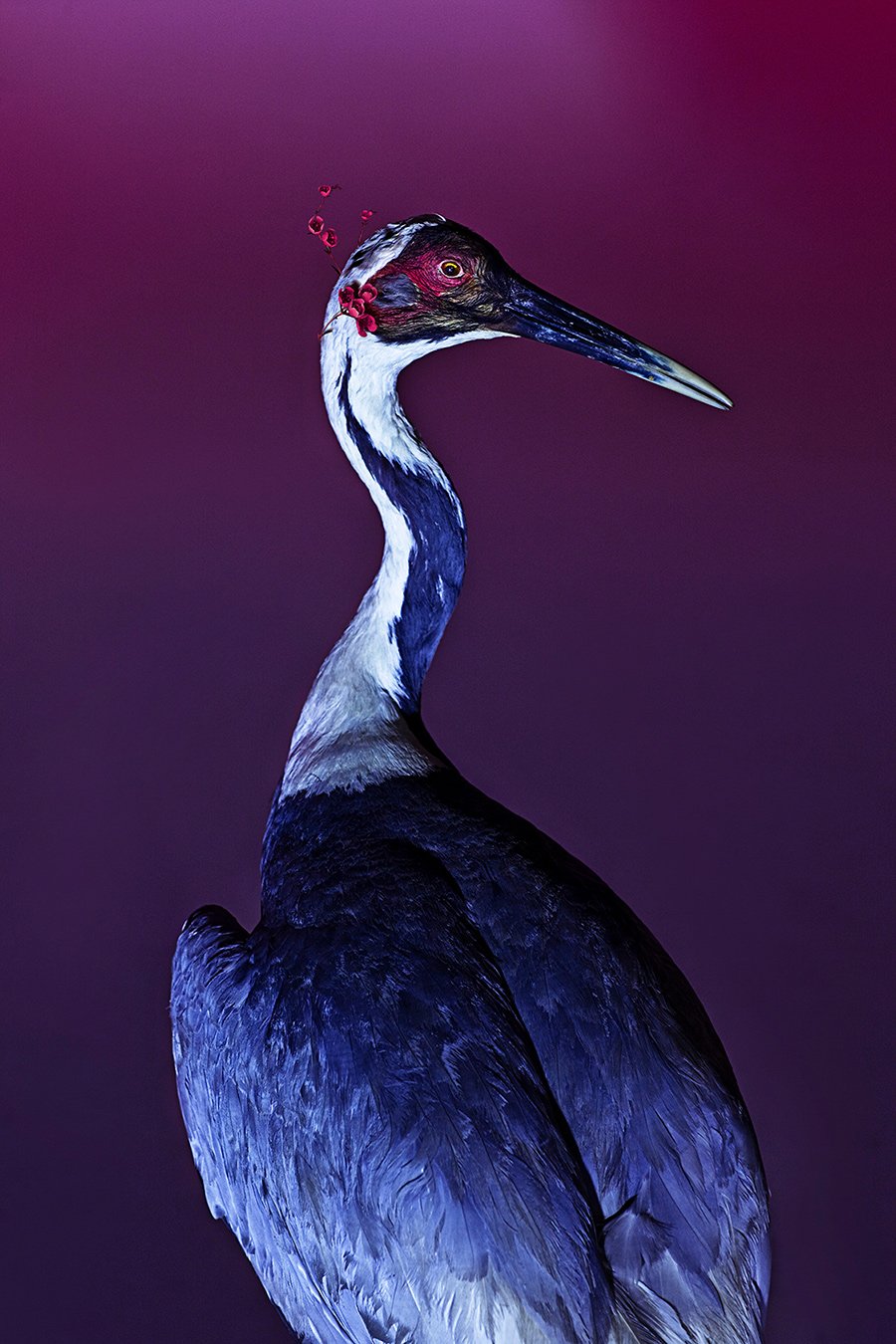 Crane on Blossom, 2020