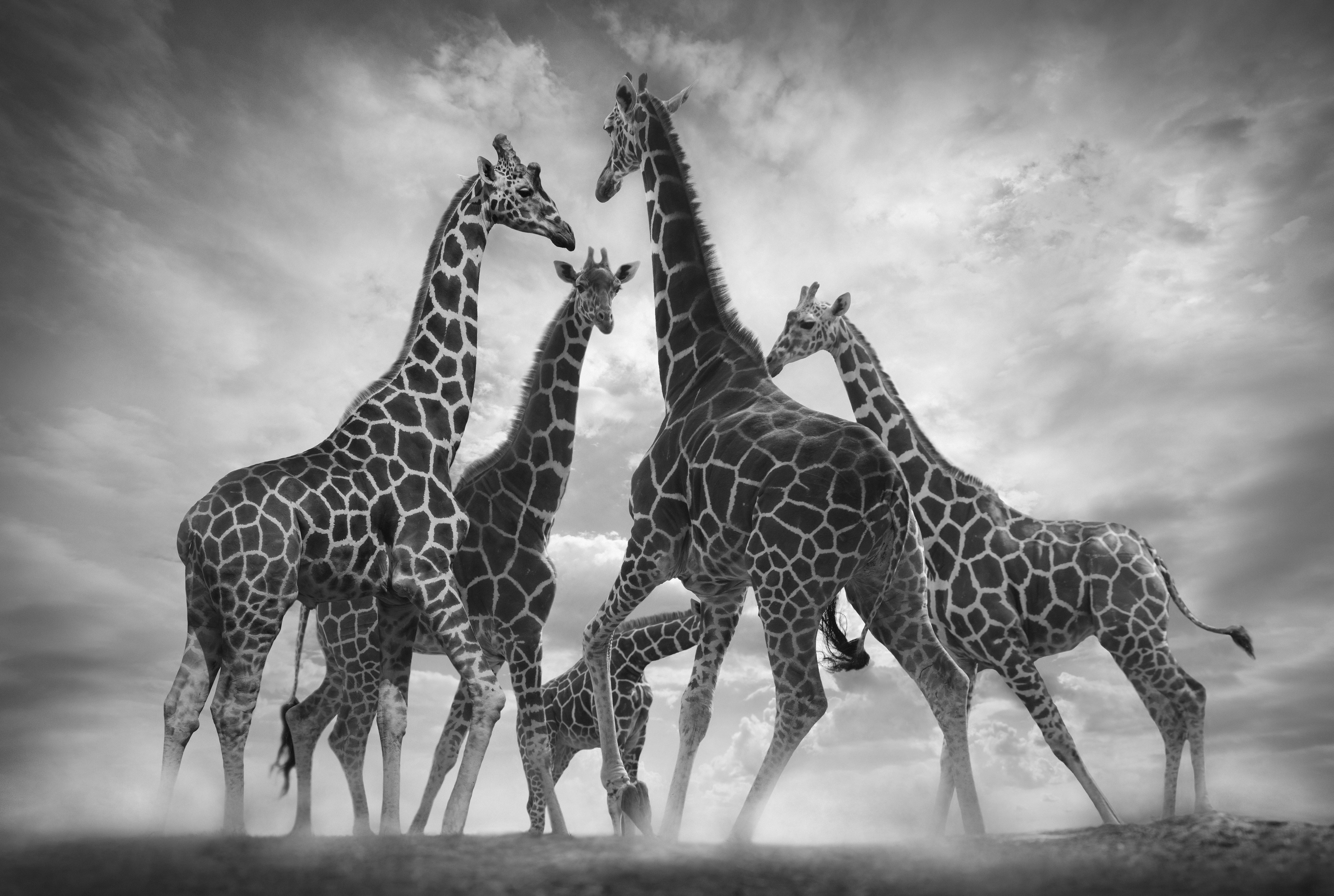 Dance of the Giraffes