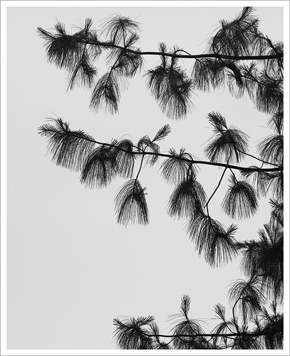 Pinus Wallichiana 1, 2018