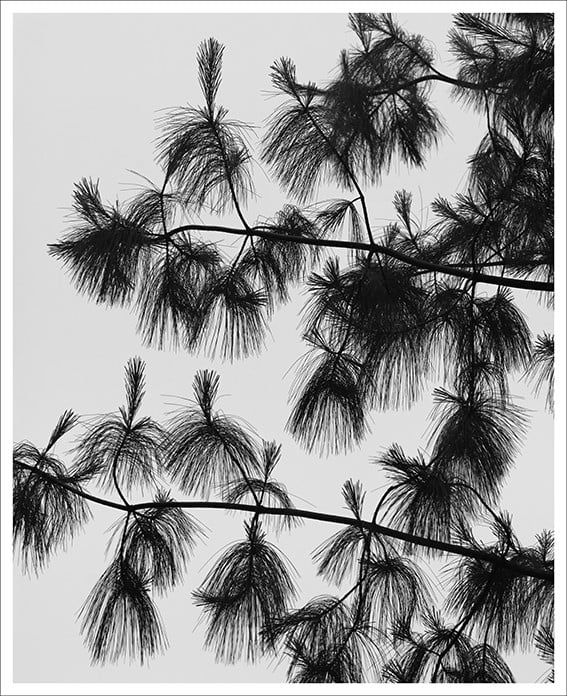 Pinus Wallichiana 2, 2018