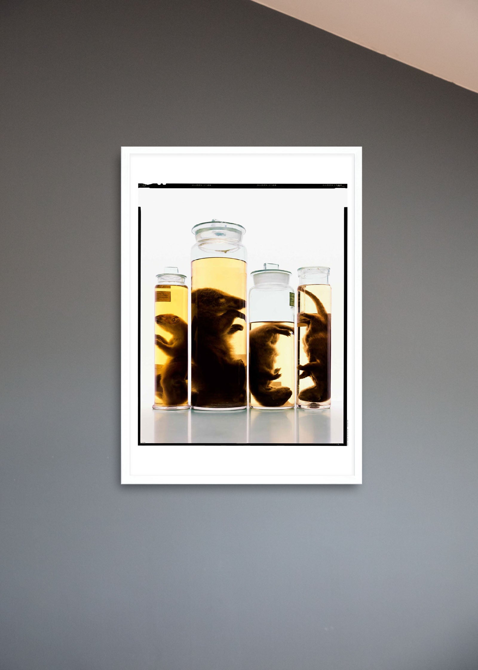 Untitled #1 “Formalinné”