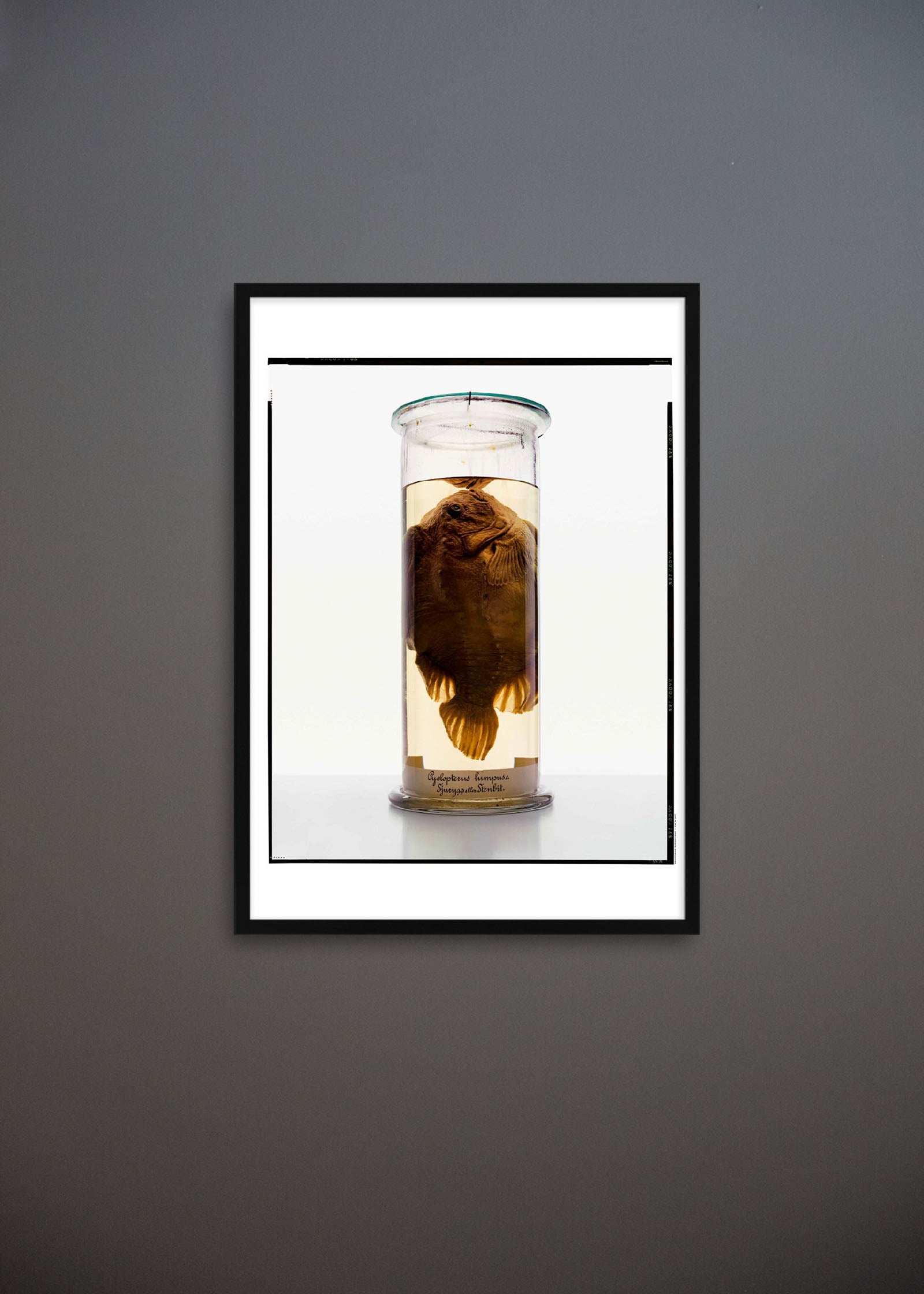 Untitled #2 “Formalinné”