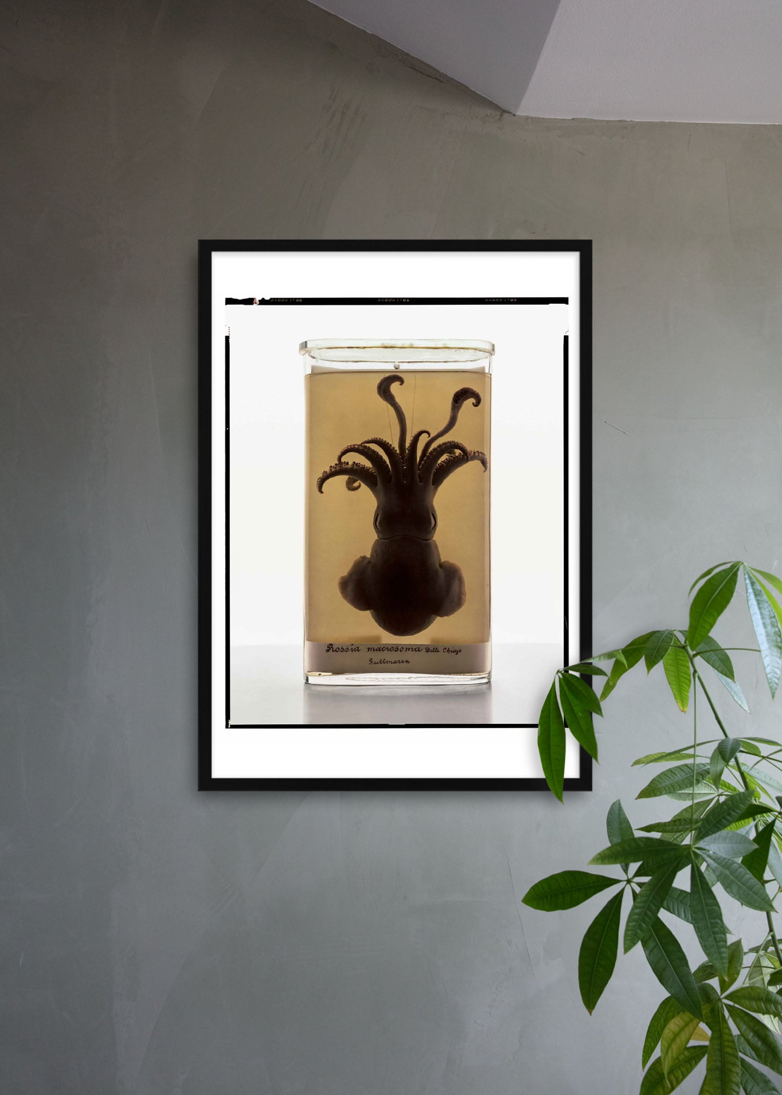 Untitled #4 “Formalinné”