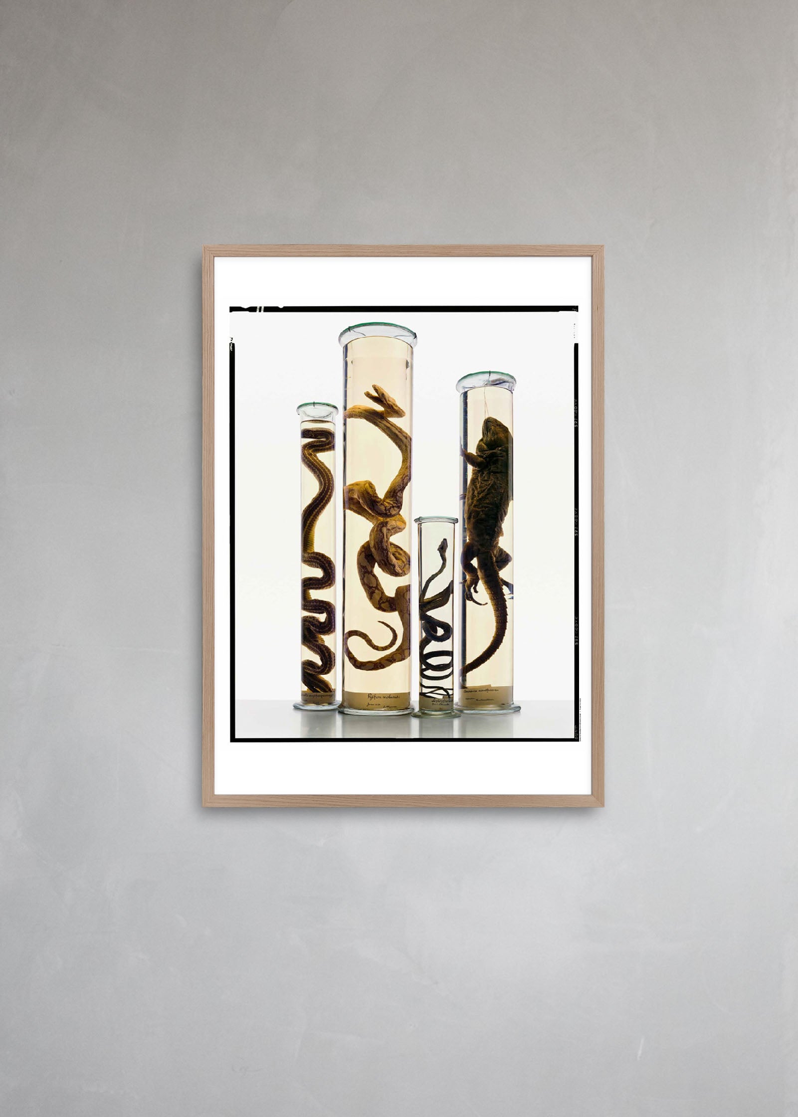 Untitled #5 “Formalinné”