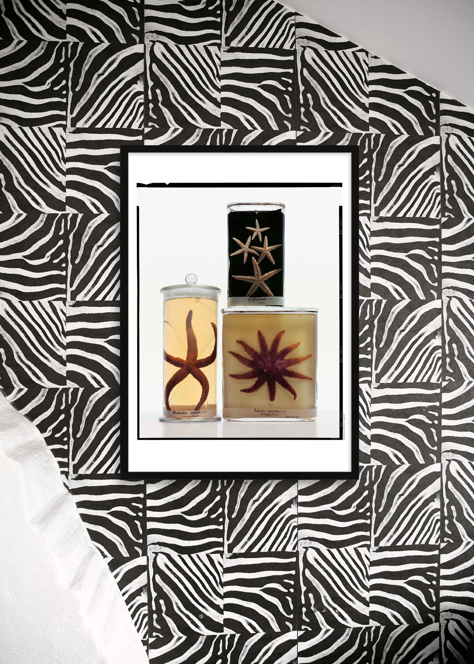 Untitled #6 “Formalinné”