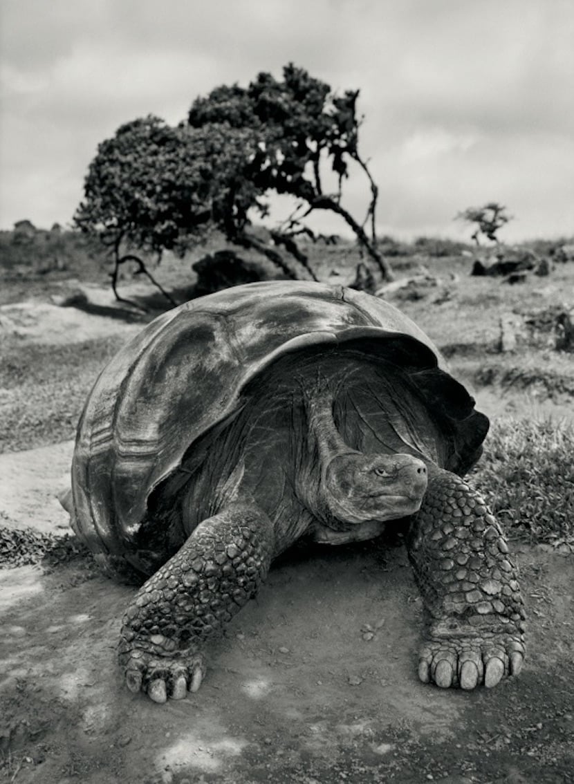 Giant tortoise on the rim of the crater of Alcedo Volcano on Isabela Island, Galapagos Islands, Ecuador, January, February and March 2004