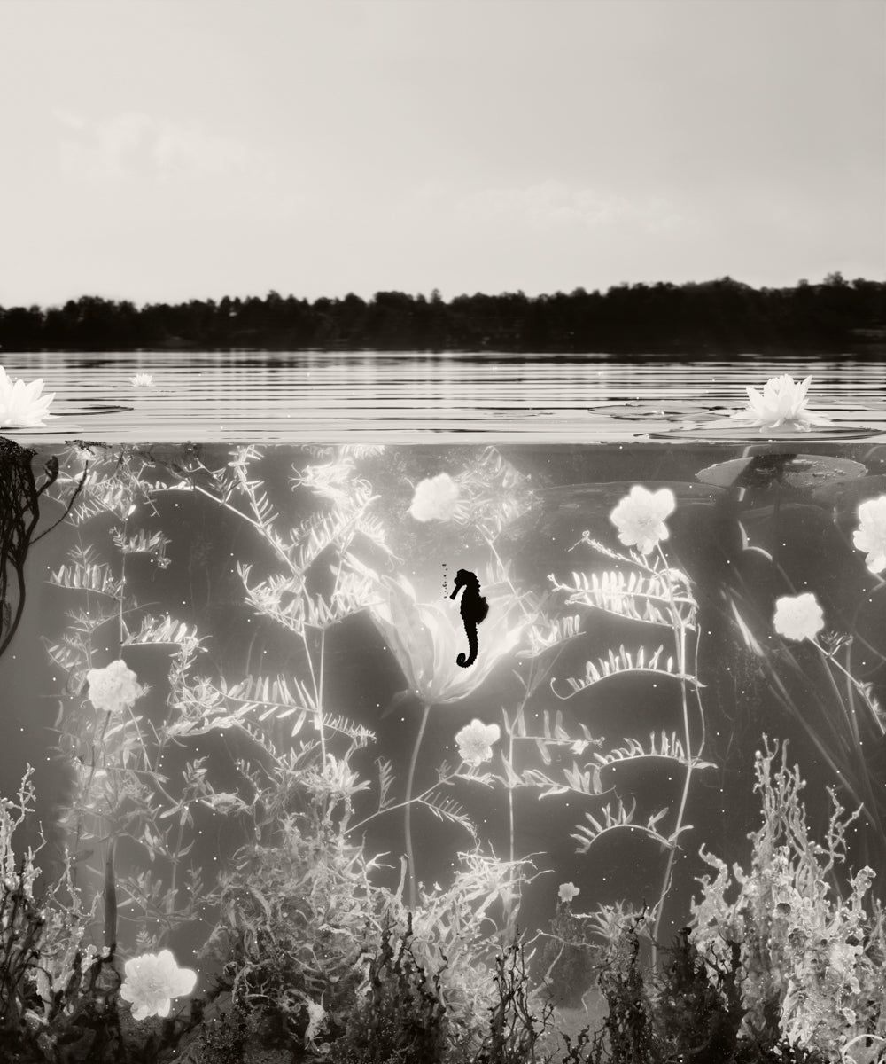 Eutrophication, 2022