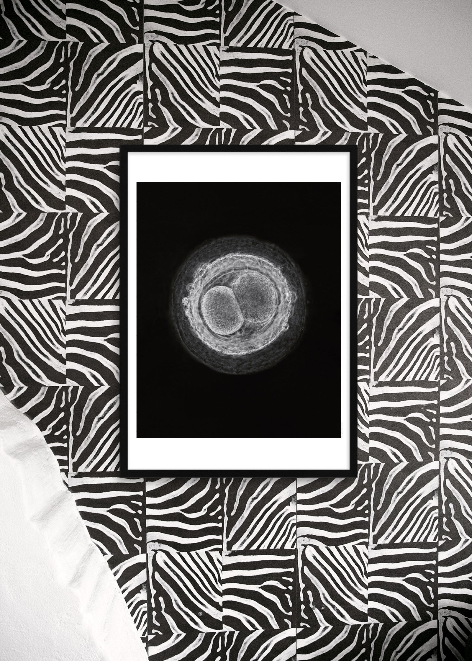 Fertilized egg cell, 1965 “A child is born”