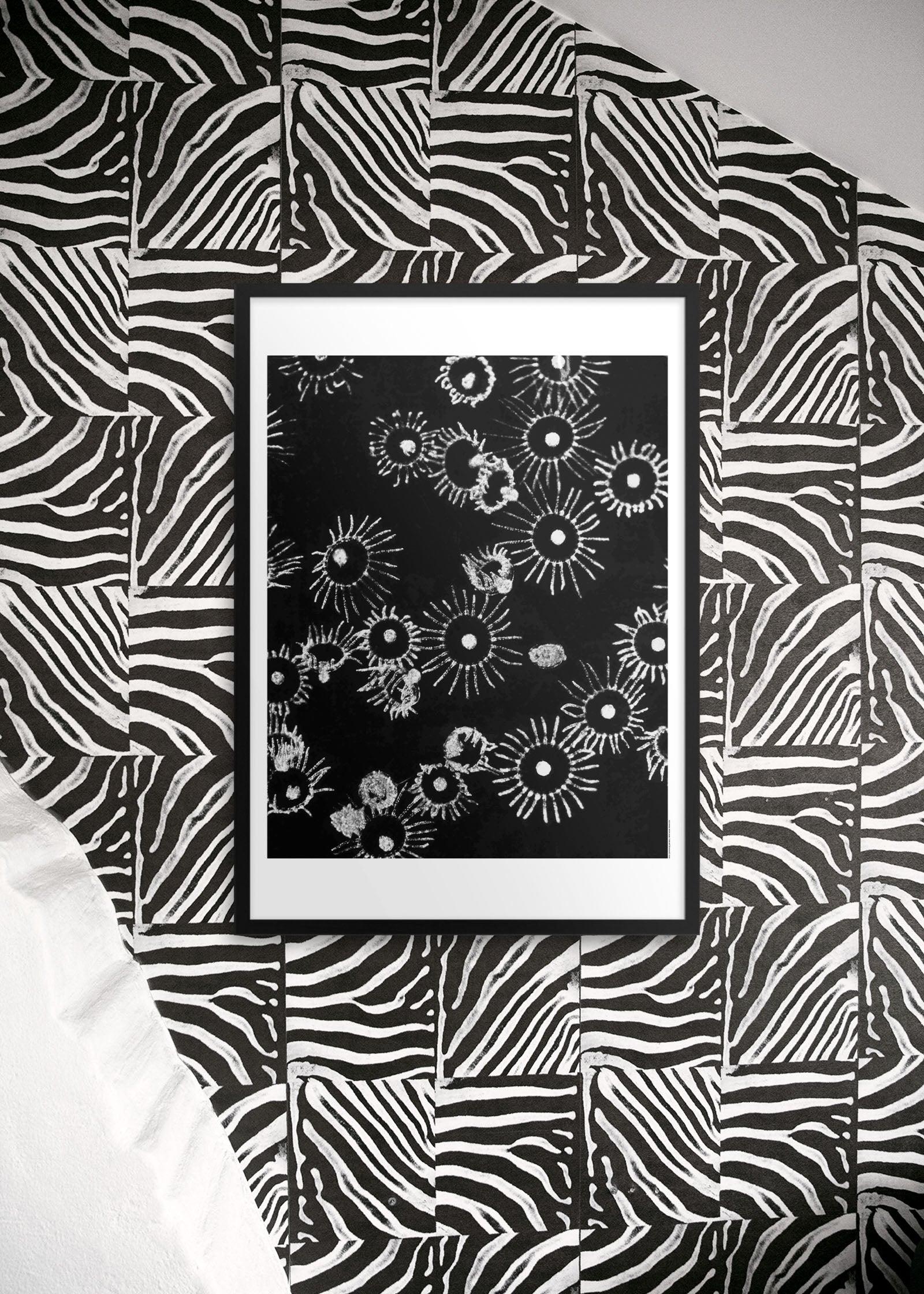 Obleia (Laomedea) geniculata, 1958 “Life in the Sea”