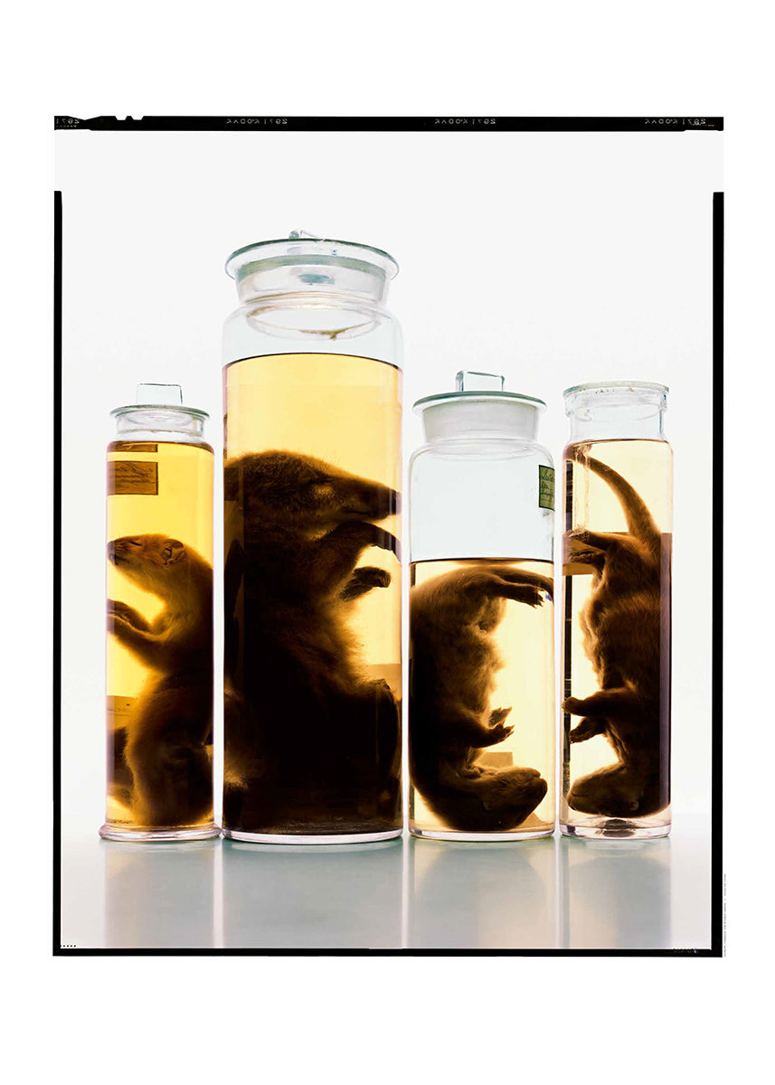 Untitled #1 “Formalinné”