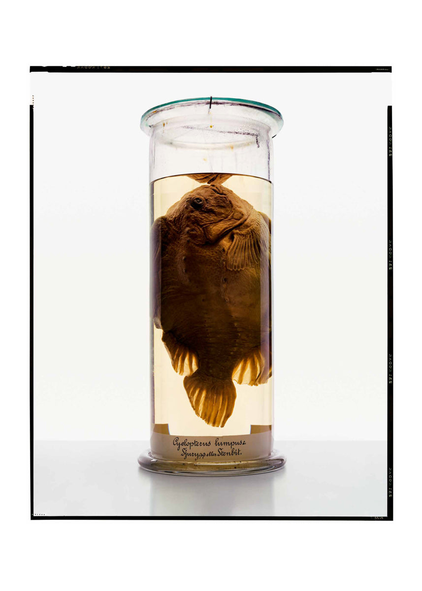 Untitled #2 “Formalinné”