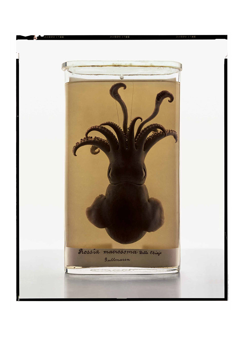 Untitled #4 “Formalinné”