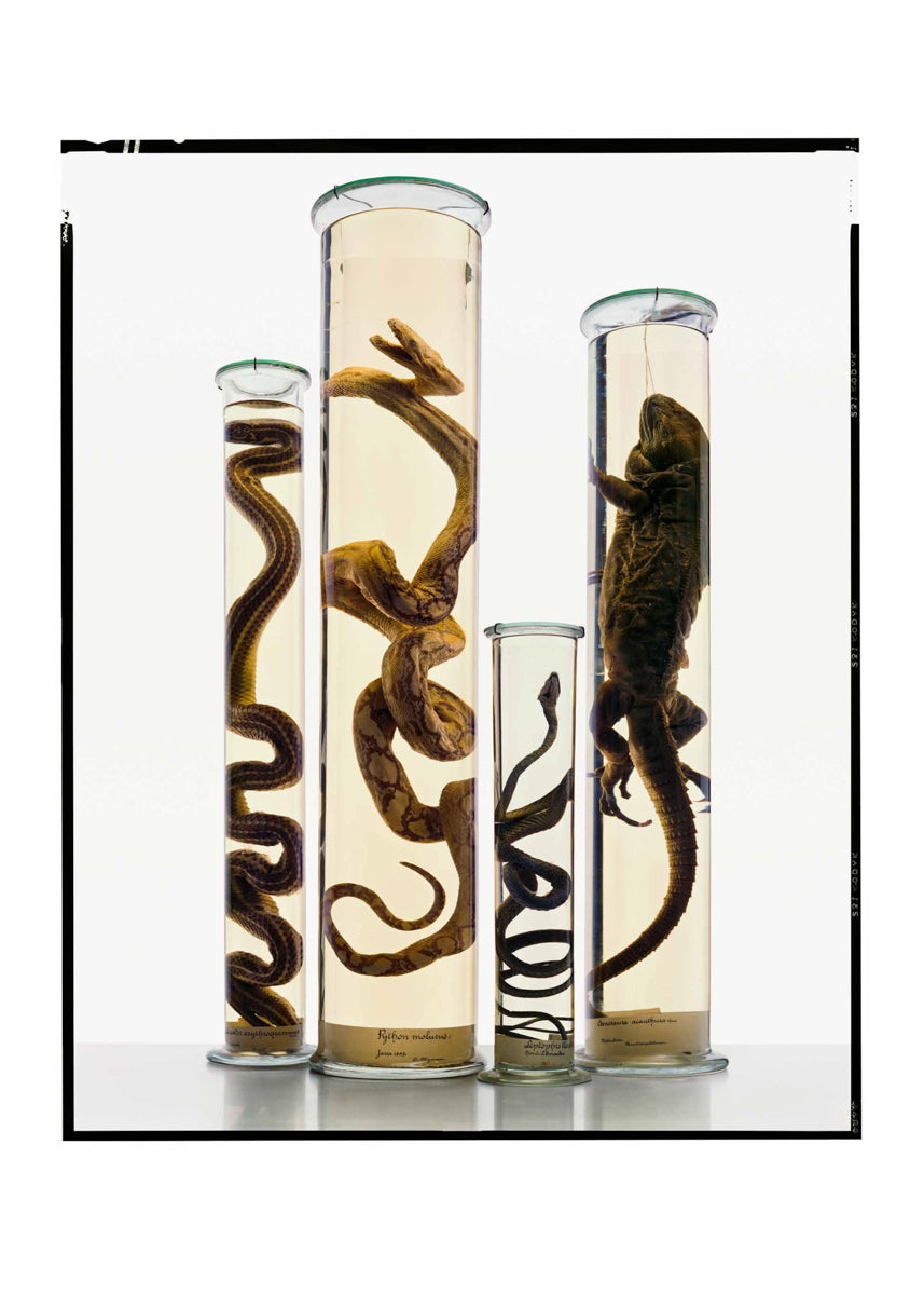 Untitled #5 “Formalinné”