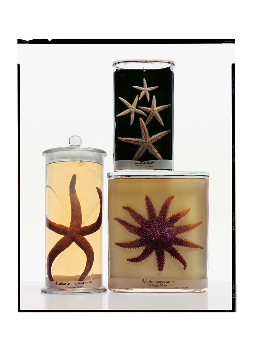 Untitled #6 “Formalinné”