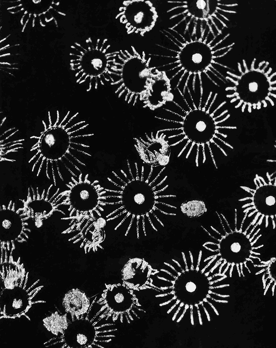 Obleia (Laomedea) geniculata, 1958 “Life in the Sea”