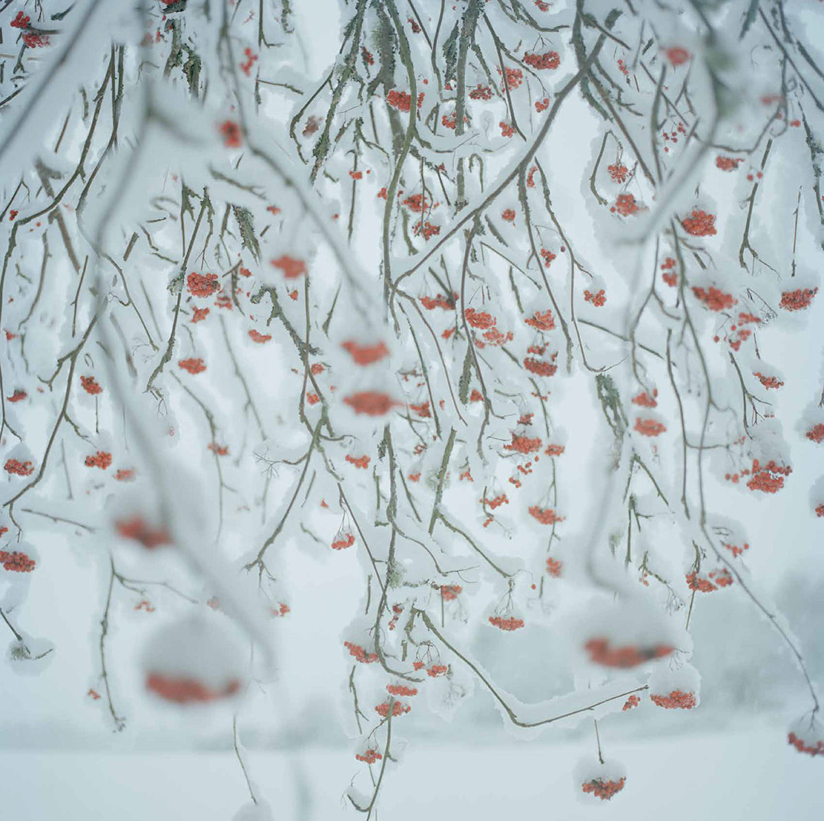 Untitled #4 “Close to home”