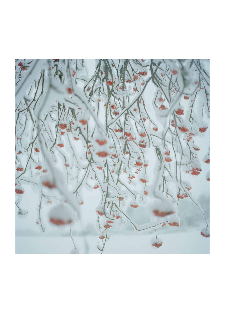 Untitled #4 “Close to home”