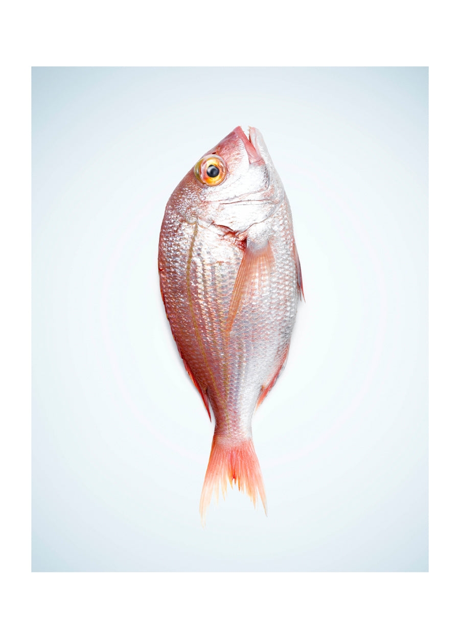 SNAPPER