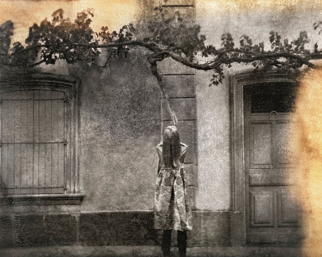 Rose “Undertow”, France 2019