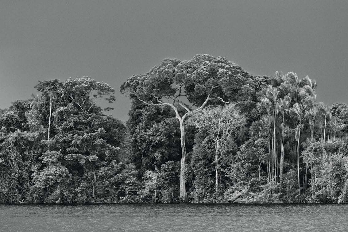 An igapó, a type of forest frequently flooded by river water, Anavilhanas archipelago, Anavilhanas National Park, Lower Rio Negro, state of Amazonas, 2019