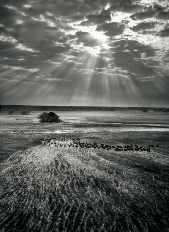 Buffalos Vertical, Kafue National Park, Zambia, 2010
