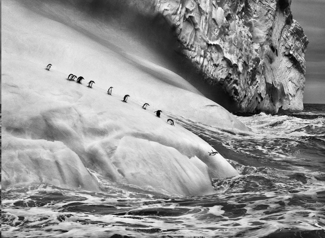 Chinstrap penguins on an iceberg located between Zavodovski and Visokoi Islands, South Sandwich Islands, 2009