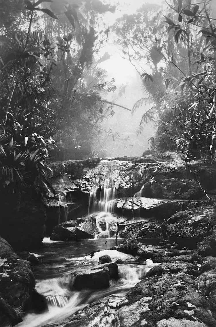 Cloud Forest on the way up Pico da Neblina, in the Imeri mountain range, Maturacá region, municipality of Sao Gabriel da Cachoeira, state of Amazonas, 2014