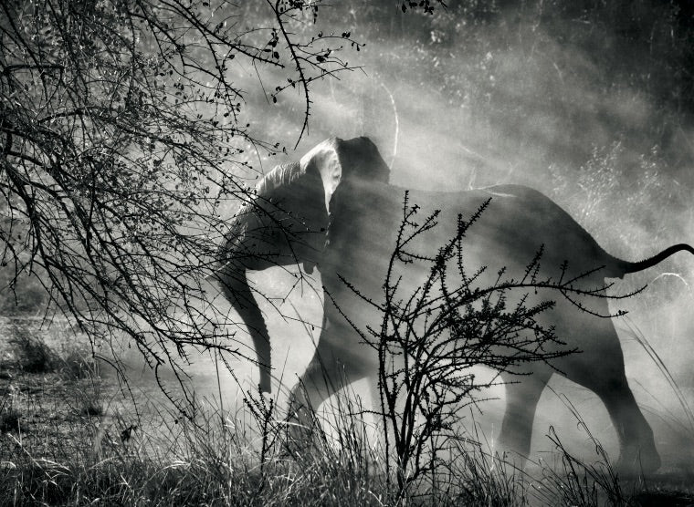 Elephant (against light), Kafue National Park, Zambia, 2010