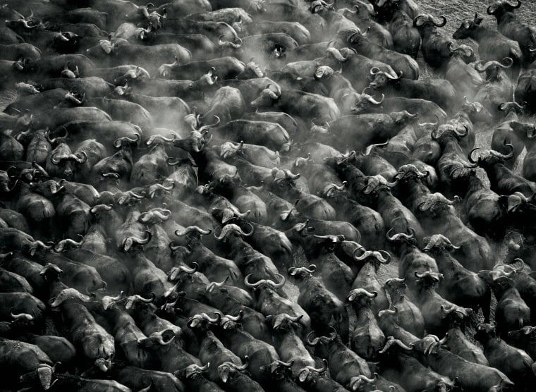 Herd of Buffalos, Kafue National Park, Zambia, 2010