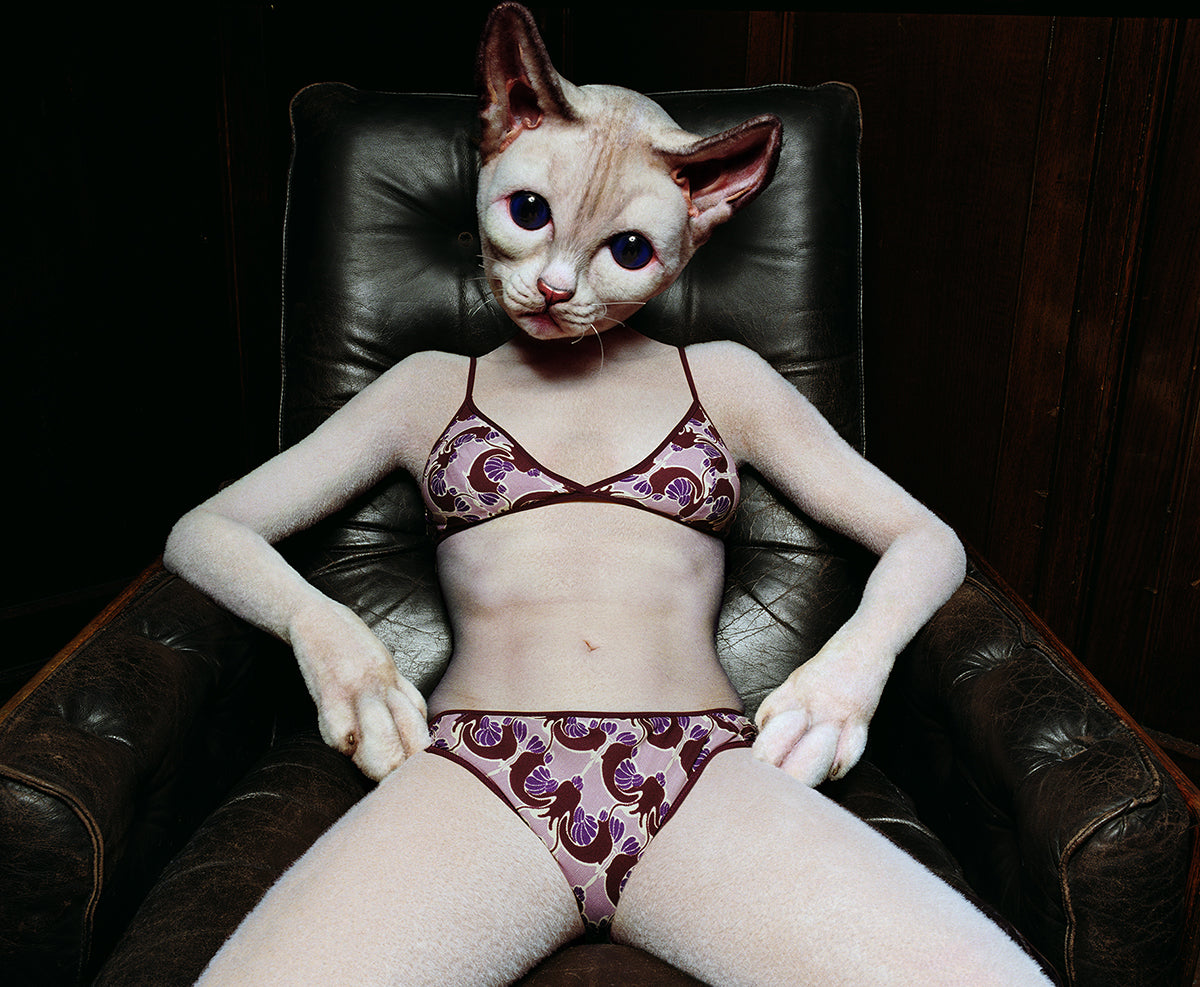 Cat on Black Leather Chair